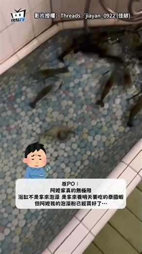 Grandma's old bathtub is actually home to over 10 giant river prawns with running water; grandson...