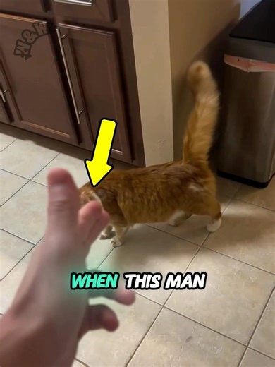 Man shoots ‘finger gun’ at cat… his reaction is HILARIOUS 🐱😂