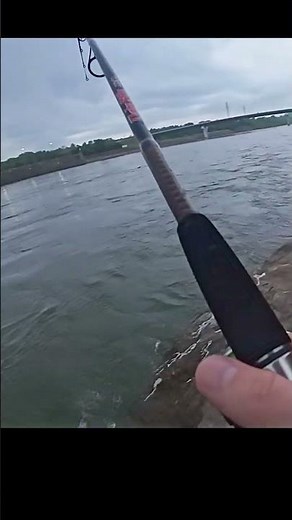 I Caught a BIG Striper!!