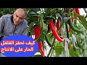 كيف نحفز الفلفل الحار على الانتاج / أسرار زراعة نباتات الفلفل الحار في المنزل و طرق رعايتها.