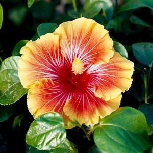 TULIPÁN MEXICANO (Hibiscus). Cuidados, tipos de flor, y fotos