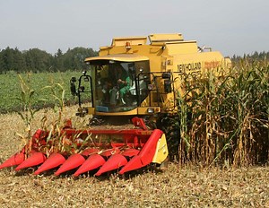 Maiserträge im Vergleich: So viel Mais ernten Landwirte vom Hektar