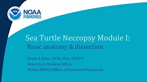 Sea Turtle Necropsy Module I: Anatomy & Dissection - NOAA Fisheries Video Gallery