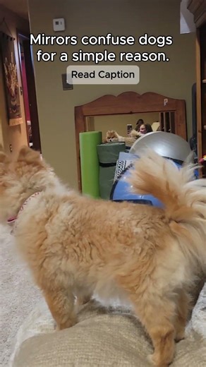 This is why dogs just stare at mirrors 🪞🐾