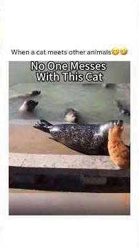 Cat -vs- Animal ,funny Cats #cat#funny#RizzOfCats#usa