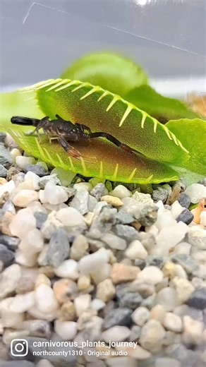 155K views · 335 reactions |  SCORPION VS. VENUS FLY TRAP略略略 #explorepage #fashion #likeforlikes #memes #music #likes #insta | Carnivorous Plants | Facebook