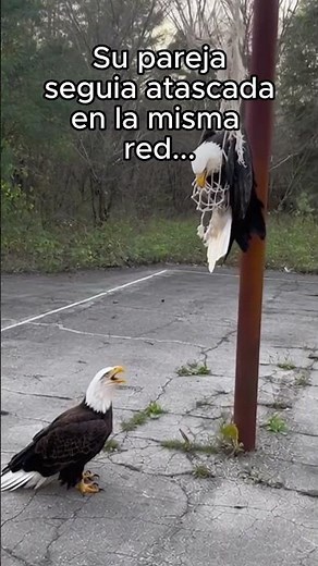 Este águila me pidió ayuda ❤️