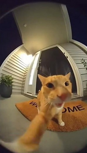Doorbell Camera Caught a Cat Singing OPERA #funny #cat