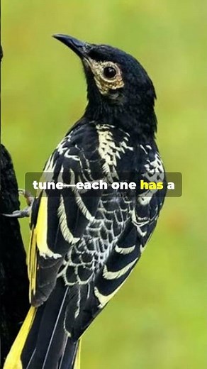 The Astonishing Regent Honeyeater