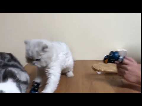 Kitten Wearing Tiny Boxing Gloves Hits Cat on Head - 986391