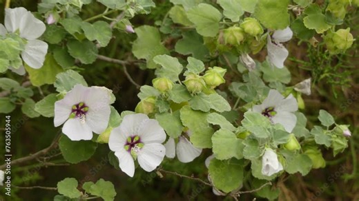 Lavatera maritima. Many Lavatera species have now been transferred to related genus Malva. Lavatera species are known as tree mallows, or rose mallows, royal mallows or annual mallows.