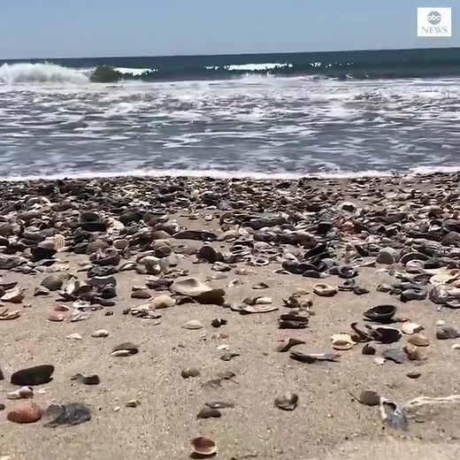 Seashells piled up on the beaches of the Outer Banks in North Carolina as a ban on visitors due to the coronavirus pandemic left no one to collect them. https://abcn.ws/2VCPykY | ABC World News Tonight with David Muir