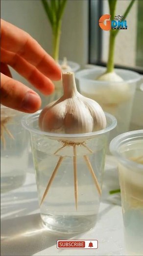 This Garlic Farming Techniques Harvest Garlic Leaves #satisfying #short