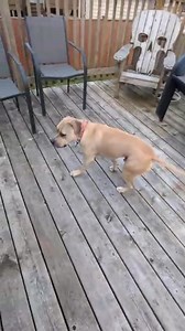 4.9K views · 24 reactions | Lenny the TRIPOD is available. View all our available dogs in the Adoptable Dogs photo album on Facebook. APPLY TO ADOPT BELOW: https://form.jotform.com/73603473068256 Message us for more information. #novascotia #newbrunswick #pei #maritimedogs #dogs #dogrescue | The Relinquished Souls Animal Rescue Society Reg non-profit # 3318351 | Facebook