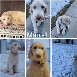 20K views · 441 reactions | ‼️UPDATE: MAUI-IL HAS BEEN ADOPTED‼️ Maui-IL, a 20 month Labradoodle, is available for adoption. Marvelous Maui is in a foster home in Kirkland, IL. To read more about this super sweet boy, see his listing here: https://www.petfinder.com/dog/maui-il-47329268/il/kirkland/idog-rescue-inc-tx1224/. *Please complete an adoption application rather than sending an inquiry via Petfinder.* | IDOG Rescue - Labradoodle & Goldendoodle Rescue | Facebook