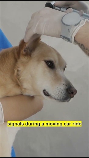 Why Dogs Get Motion Sickness in Cars 🚗🐶 (And How to Stop It!)