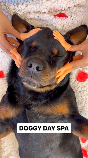 1.5M views · 24K reactions | Is my first client a BEAR?!  @rottweiler_beau . . . . . . #massagetherapy #massagetherapist #relaxingmassage #facialmassage #massagelife #relaxingasmr #asmrrelax #asmrsound #rottweilersofinstagram #rottweilerpuppy #rottweilers #rottweilerworld | Rottweiler Beau | Facebook