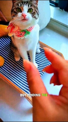 Detective Girl's Cat Causes Trouble Again 😍 #shortvideo