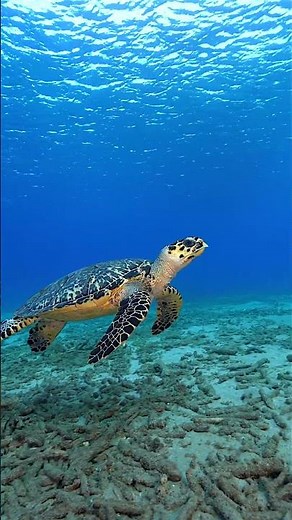 Exotic Underwater Creatures | Breathtaking 4K HDR Marine Life Shorts