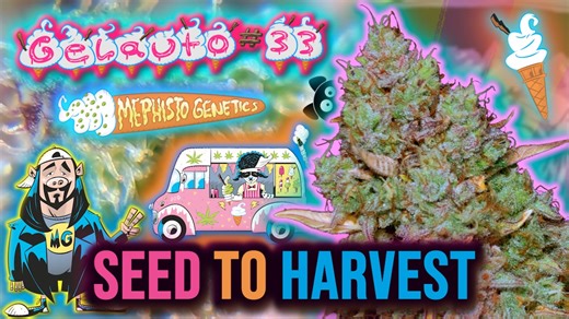 GELAUTO #33 | Mephisto Genetics SEED to HARVEST Autoflower Grow