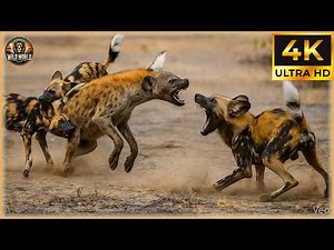 Craziest Wild Dog Attacks Ever Caught On Camera #wildanimals | Animal Documentary #247
