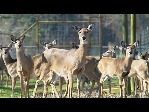 Oat Food Plot Preference Studies for Deer