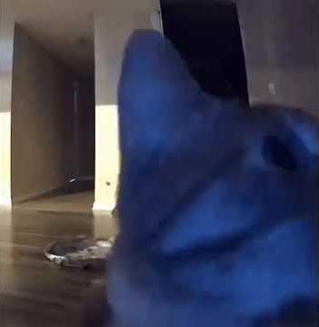 Funny Cat Video | #shorts #lighttheme #meme #windows11