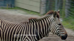 14K views · 469 reactions | Springtime in Florida is a flurry of activity for animal life, and the zookeepers at Zoo Tampa have their hands full! | National Geographic Animals | Facebook