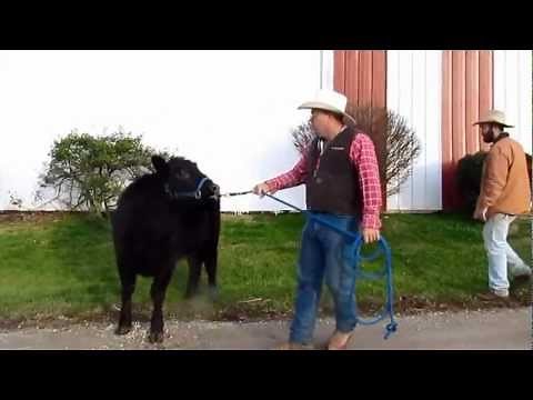 The Ultimate Cow Halter, Breaking a Heifer The Crothers Way Day 3