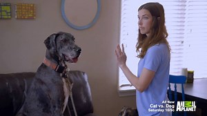 127K views · 83 reactions | Two Great Danes and a shepherd mix are a lot for one house to handle! Add two cats into the mix and you have yourself a spot on 'Cat vs. Dog'. | Dogs 101 | Facebook
