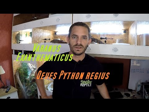 Varanus exanthematicus terrarium , Oeuf serpent , Python regius , elevage serpent