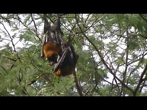 Flying Foxes Mating