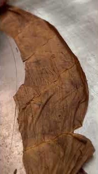 How a Premium Cigar Is Made in 60 Seconds | From Leaf to Luxury! #cigarmaking