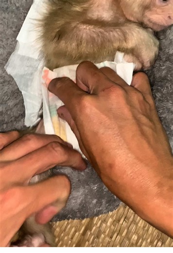 Dad Changes Bibi's Diaper: Adorable Monkey Moment