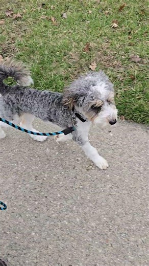 Yoshi The Mini Bernedoodle | Walking Strut | Dog Training