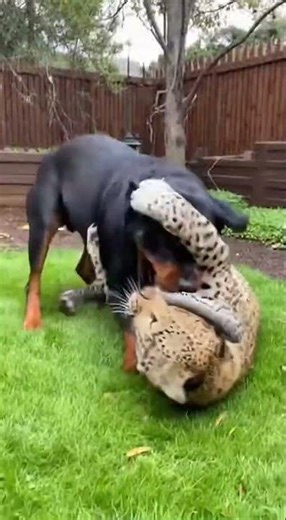 What Happens When a Dog As A Father Meets a Leopard? 😱