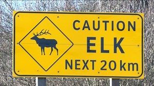 Lake Cowichan woman dies in collision involving elk, 1 of 2 accidents in 12 hours