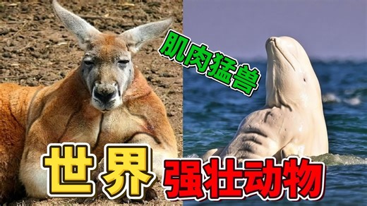 全世界最强壮的十个动物，大象仅排第三，第一名比人类强壮1500倍_世界之最Top
