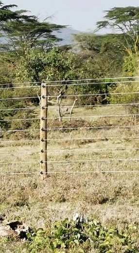Did you know we install stand alone electric fences? Contact 0110032195 for quotations and installation. #tungstenelectricals #selfcare #shoponline #trending #happyclients #security | Tungsten Electricals Limited.