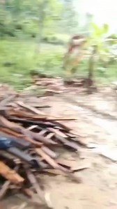 Simin di rantai oleh warga karna selalu bikin ulah | Zaini Zaini