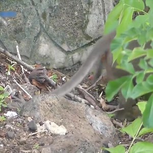 350K views · 2.3K reactions | Monkeys TV - Newborn Monkey falling down from high | 퐌퐨퐧퐤퐞퐲 퐋퐨퐯퐞퐫 | Facebook