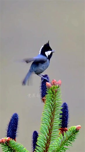 146K views · 8K reactions | May your beautiful day begin with a little tit. #BirdPhotography #Tit | Wild Realm | Facebook