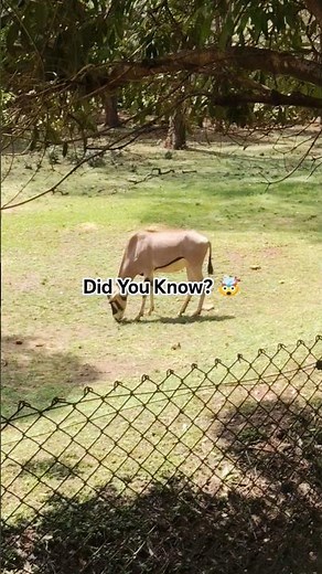 How Oryx Survive Africa's Harsh Desert 🌍 | Amazing Wildlife Facts
