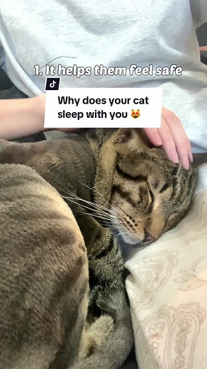 Cat Tigrous на TikTok