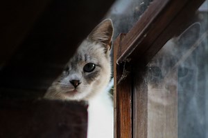 125 Unique Shy Cat Names for Scaredy-Cats