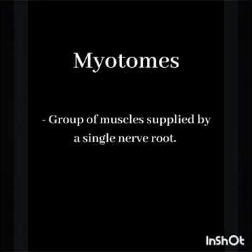 Myotomes /Myotomes made easy to understand#myotomes #neurology #anatomy #jointmovements #sensation