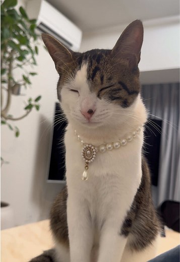 フレーメン反応の猫たちの可愛さ