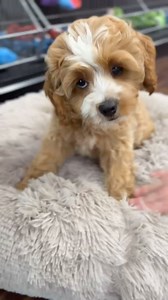 “🐶✨ Cuteness overload alert! Meet our adorable Cockapoo, stealing hearts one wag and wiggle at a time! 💛 Whether they’re bouncing with energy or snuggling up for a cozy nap, Cockapoos bring so much love and joy. Ready to add a little fluff to your life? 🐾 #CockapooCutie #PetlandSarasota #PuppyLove #FurFamily #TooCuteToHandle | Dream Tails Sarasota