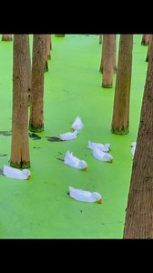 10K views · 53 reactions | Qingshan Lake Discover the magic of Qingshan Lake, Hangzhou’s hidden gem! Surrounded by lush greenery and known as the “Forest Oxygen Bar,” this stunning water forest is a true energy booster! ✨ Breathe in the fresh air and soak in the beauty of nature. #QingshanLake #Hangzhou #NatureLovers #MustVisit #WaterForest #zhejiang | Mike China Vlog | Facebook