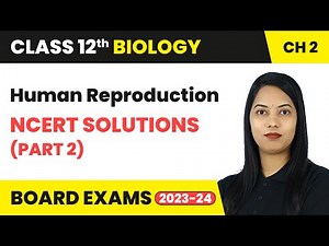 Human Reproduction - NCERT Solutions (Part 2) | Class 12 Biology Chapter 2 | CBSE
